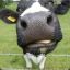muuuuuUUUU