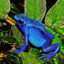 fnatic frog!