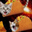 IAmMrTacoCat