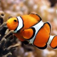 Clownfish305