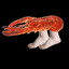 Lobster Ankles