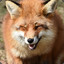 Giddy Fox