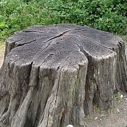 Stump