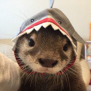 Otter