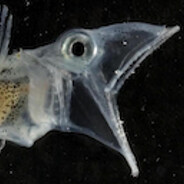 White-blooded Antarctic patriot