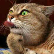 ast - steam id 76561197969137629