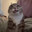 Mad_Mew_Mew