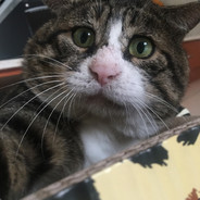 啊波次得饿佛割