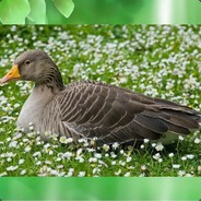 гусь инокентий