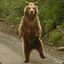 Bear Bearson