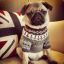 PuG_LifE