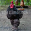 Big Black Cock