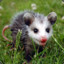 Opossum tacheté