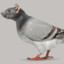 pigeon