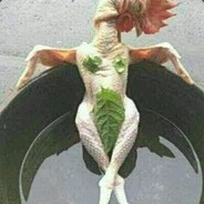 我乃川蜀刘小禅