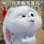 混球Gay