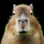 Capybara