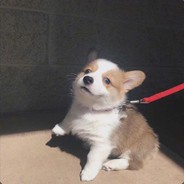 豆包勇闯苏格兰