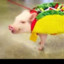 superpigtaco