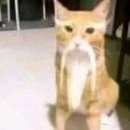 豪耄 · 布可达斯