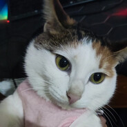 初音汪水煎口合几祥