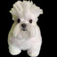 dog with afro
