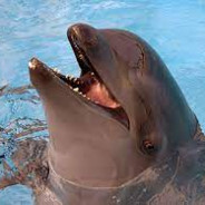 Wholphin