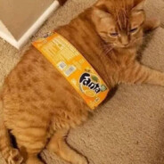 fanta cat