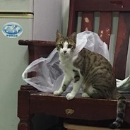 yuan yuan is a cute cat