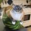 Watermelon Cat