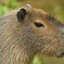 CAPIBARA