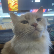 洛聖都最速伝說と疾走の帝王！貴物玖太郎です