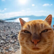 провод пакет юла