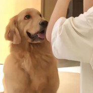 翻斗花园健康哥哥