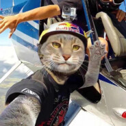 手枪已连接小脑