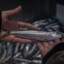SLippery_SArdine14