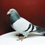 A Singular Pigeon