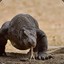 koMOdo