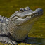 alligator sniper