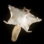 Flying squirrel