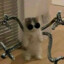SquirrelFC
