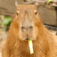 Capybara