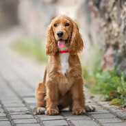 COCKer Spaniel