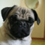 AB[1stGA A]Kermit The Pug