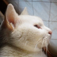 失魂落魄かきくKALL