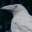 white crow