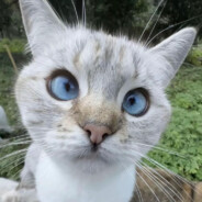 马嘉7超绝肌肉线条