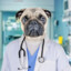 Dr Doge
