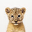 simba