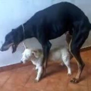 big black dog